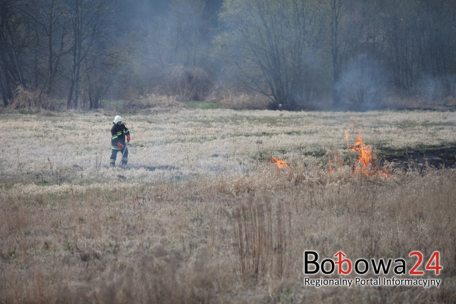 Płoną trawy – kilkadziesiąt interwencji strażaków!