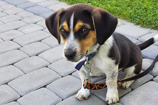 Zaginął pies rasy beagle. Prosimy o pomoc w poszukiwaniu! (AKTUALIZACJA)